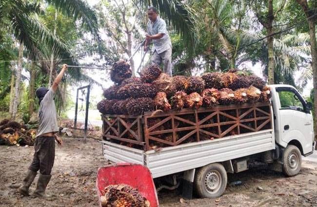Harga CPO Naik, TBS Mitra Plasma Riau Ikut Naik