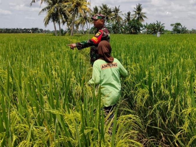 Dukung Demplot Han, Babinsa Koramil 0321-05/ RM Pantau Pertumbuhan Tanaman Padi di Desa Binaan Mukti Jaya