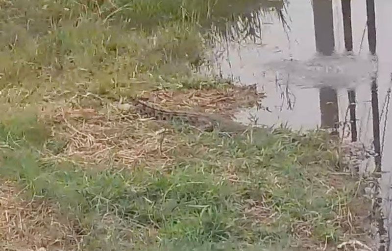 Buaya Berkeliaran di Parit BPBD Rohil