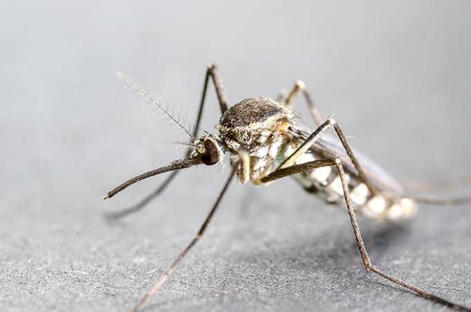 Malaria di Kuala Selat Bertambah Jadi 128 Kasus