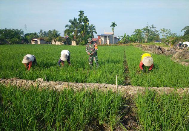 Babinsa 0321-05/RM Dampingi Petani Merawat Padi di Rimba Melintang