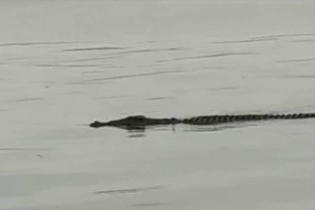 Lagi, Nelayan di Rohil Tewas Disambar Buaya