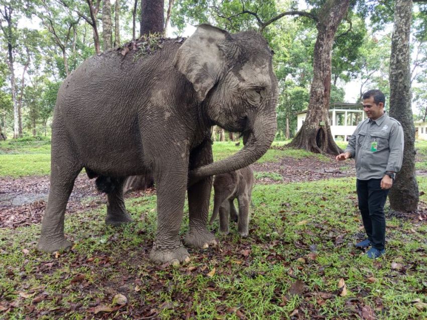 Ngatini Lahirkan Bayi Seberat 104 Kilogram di TWA Buluh Cina