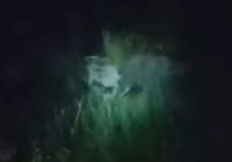 Gajah Liar Berkeliaran di Tenayan, BBKSDA Riau Lakukan Penanganan