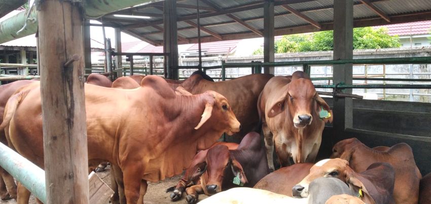 53.600 Dosis Vaksin PMK untuk Riau