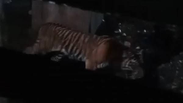 Intai Kandang Ayam Warga, Harimau Berkeliaran di Siak