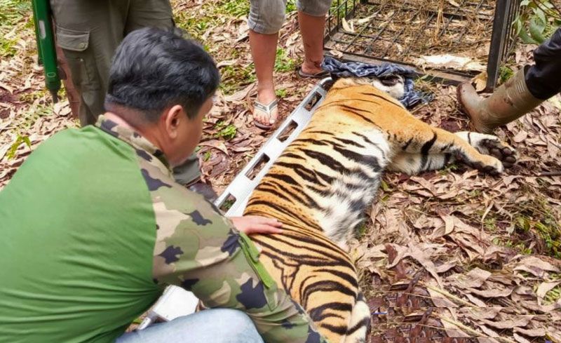 Harimau yang Tewaskan Pekerja di Pelalawan Masuk Perangkap