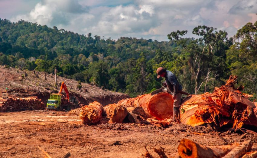 Laju Deforestasi Indonesia Meningkat