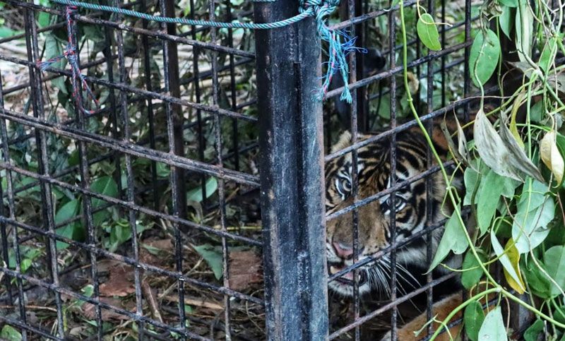 Dua Ekor Sapi di Mengkapan Mati Diduga Diterkam Harimau, Warga Diimbau Waspada