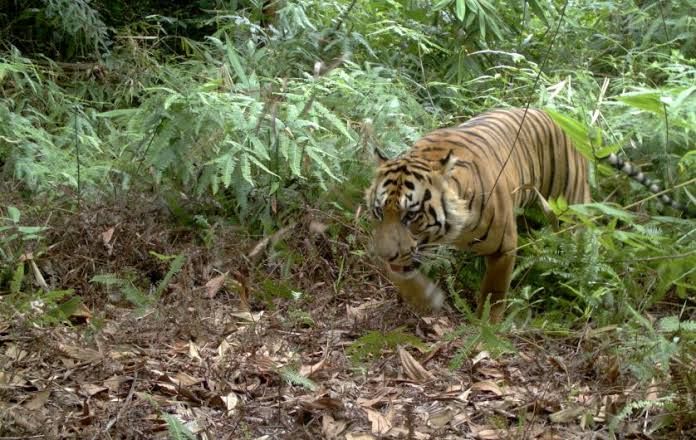 Setelah Siak, Harimau Kembali Muncul di Inhil