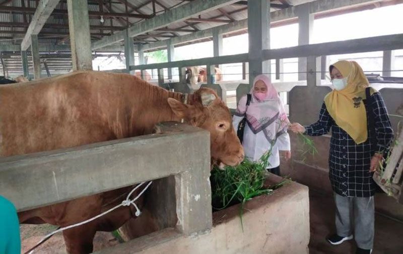 Cegah Penyakit, SKKH Wajib dari Daerah Asal Hewan Kurban