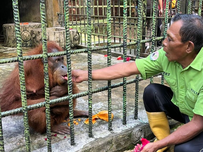 Ade, Bayi Orangutan Jantan Lahir di Kasang Kulim