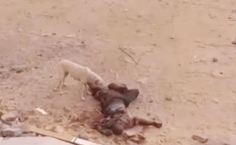 Jenazah Korban Serangan Israel di Kompleks RS Indonesia Gaza Dimakan Anjing