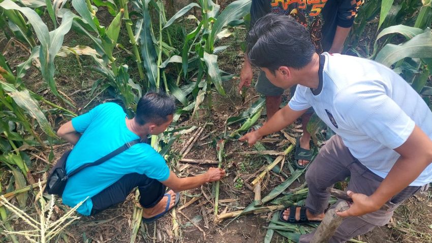 Pelaku Curanmor Tewas Diamuk Massa