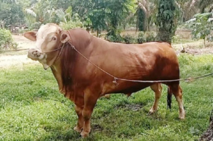 Bobot 950 Kg dan 820 Kg, Sapi Peternak Rohul Terpilih Jadi Hewan Kurban Presiden