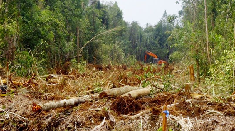 Forest Watch Indonesia: RI Gagal Kurangi Deforestasi