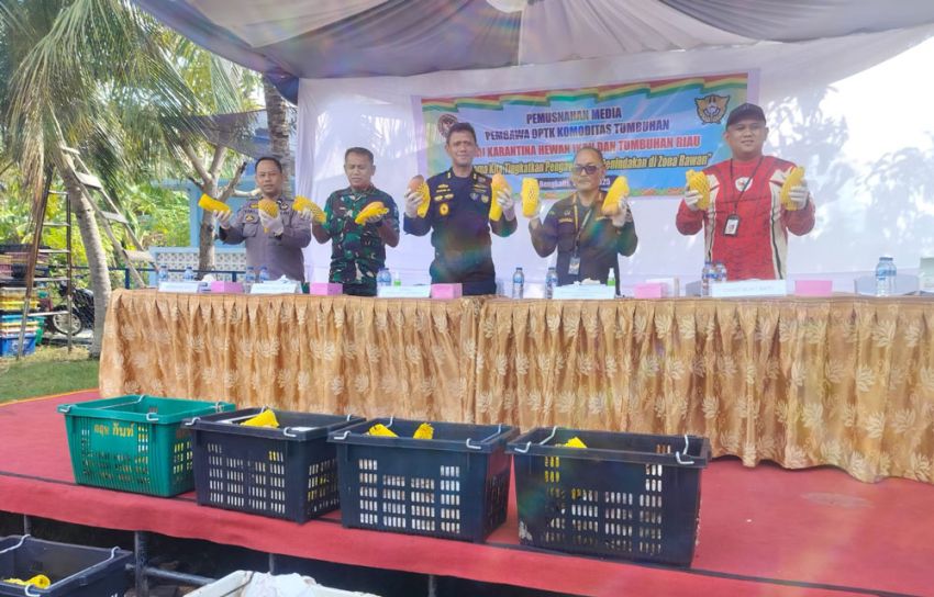 25,9 Ton Mangga Ilegal Asal Malaysia Dimusnahkan di Bengkalis