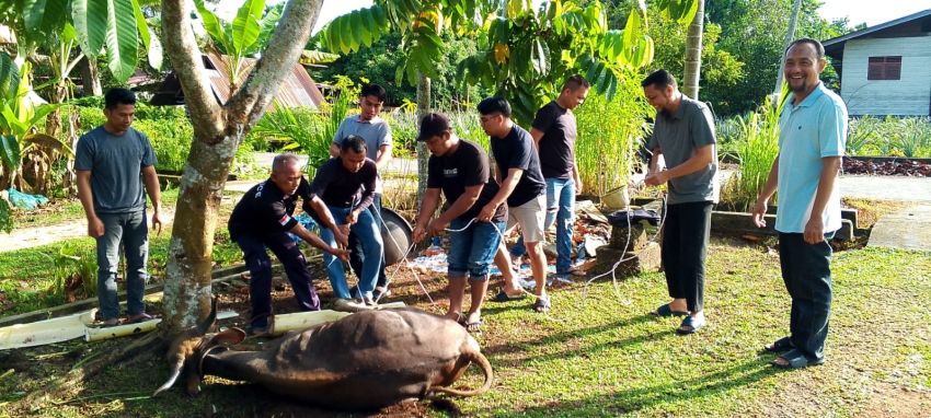 Idul Adha 1446 H, Diskominfotik Bengkalis Sembelih 6 Hewan Kurban