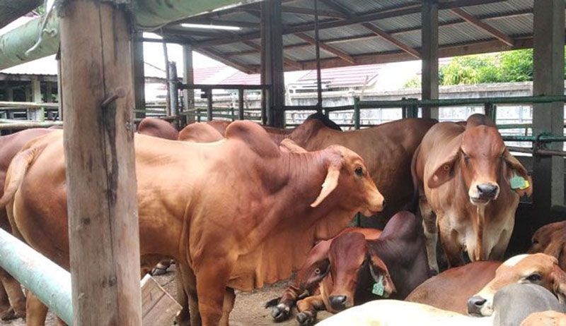 Mayoritas Sehat, Pengawasan Hewan Kurban di Pekanbaru Diintensifkan