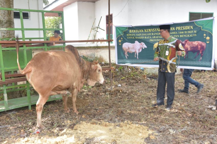 Bupati Kasmarni Serahkan Sapi Kurban Presiden Prabowo Subianto di Masjid Besar Arafah Duri
