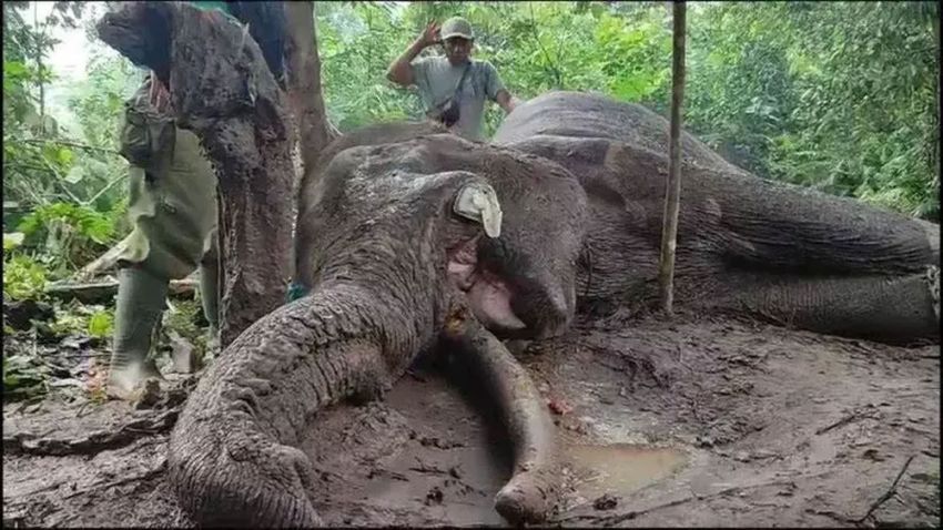 Kurun Waktu 10 Tahun, BBKSDA Riau Ungkap 23 Kematian Akibat Kerusakan Habitat