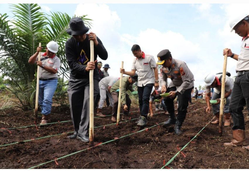 Sukseskan Swasembada Pangan Nasional, Bupati H.Herman Laksanakan Penanaman Jagung Serentak