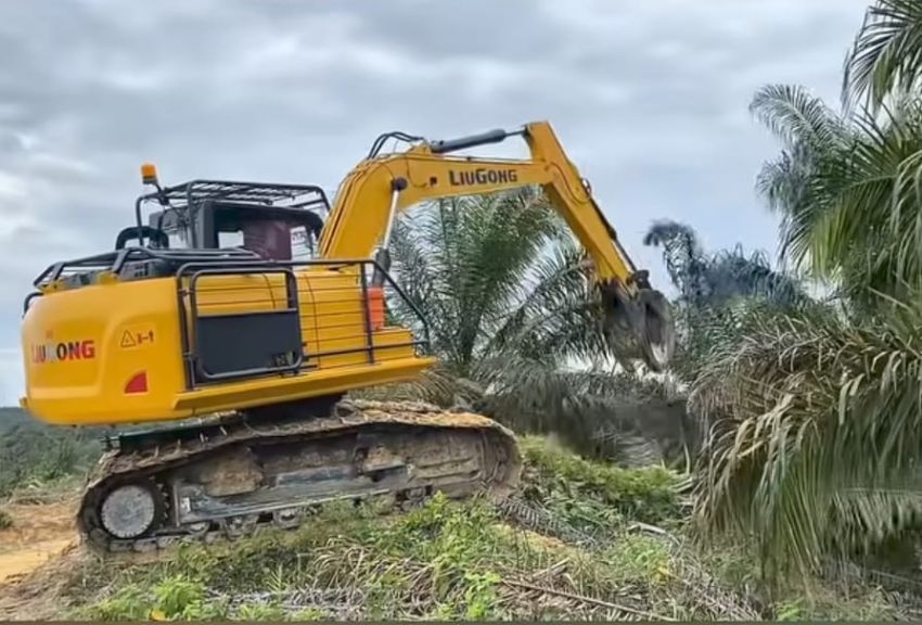 Soal Perambah TNTN: LAM Riau Minta Tegas, Tak Ada Tebang Pilih