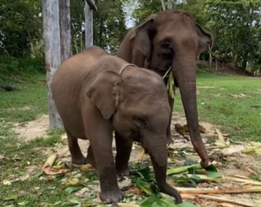 Dua Penghuni TNTN Jadi Warga Kehormatan Riau