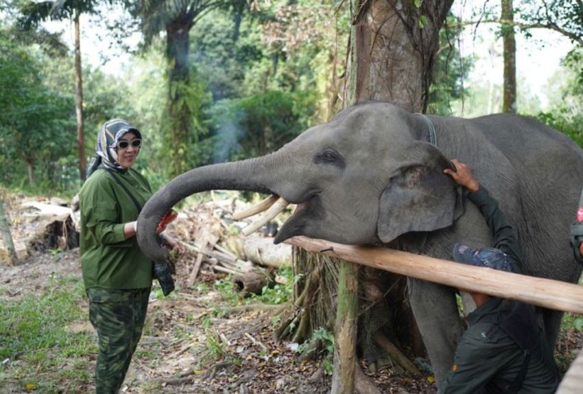 Ketua TP PKK Pusat Kunjungi PLG Minas, Dukung Pelestarian Lingkungan dan Konservasi Gajah Sumatera