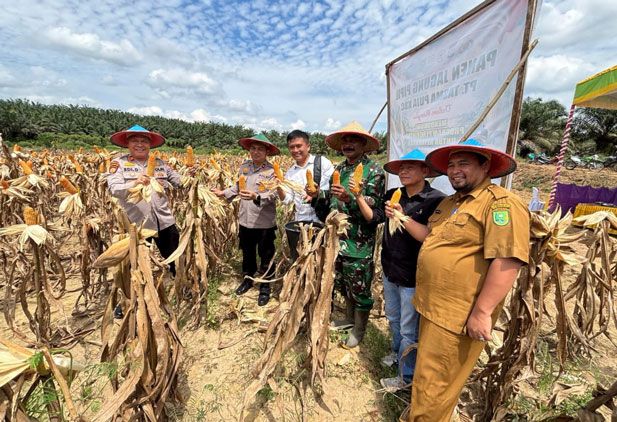 PT Tasma Puja Kampar dan Inhu Berhasil Tanam Jagung Pipil