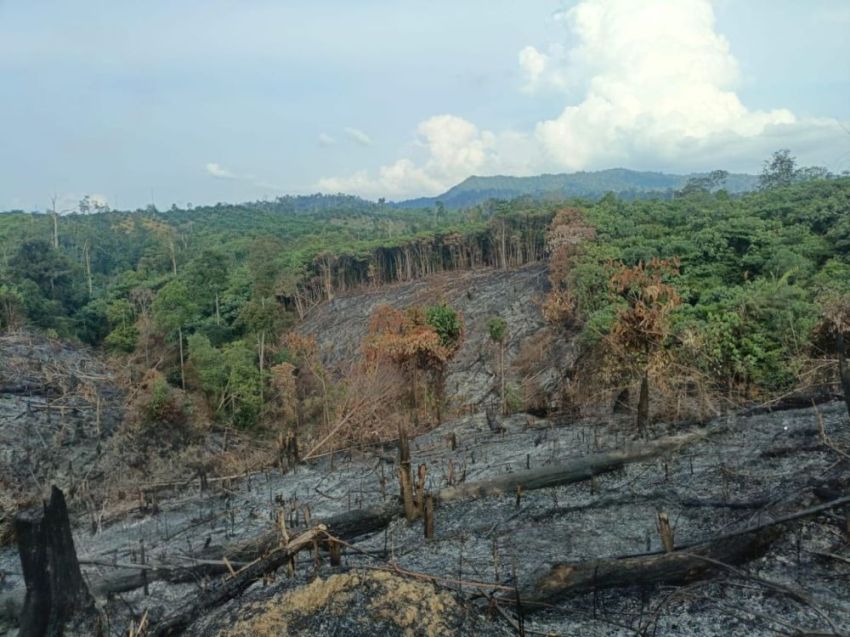 Bakar Lahan untuk Kebun Sawit, Pria di Inhu Ditangkap