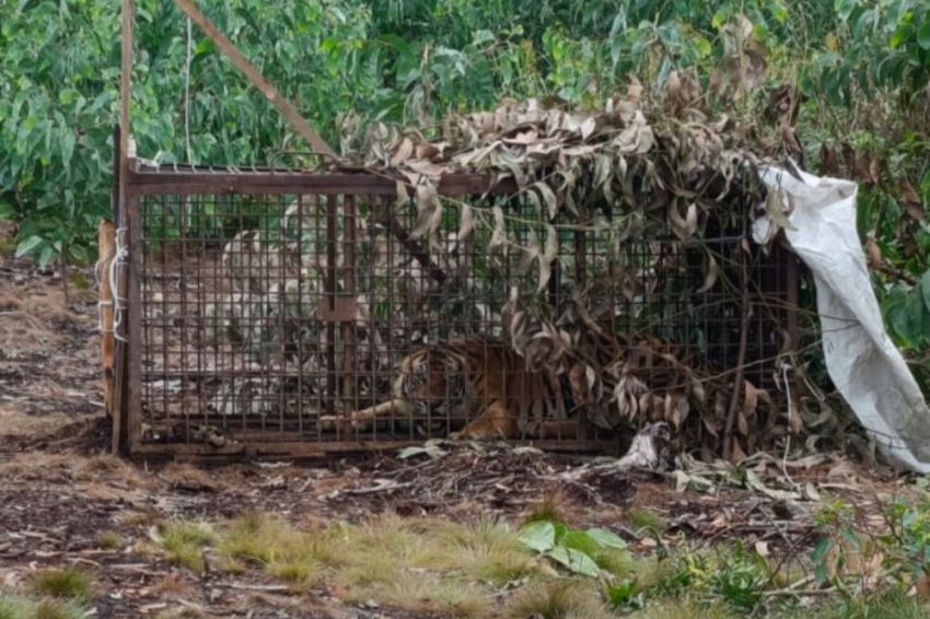 Harimau yang Diduga Serang Pekerja Akasia di Pelalawan Masuk Perangkap