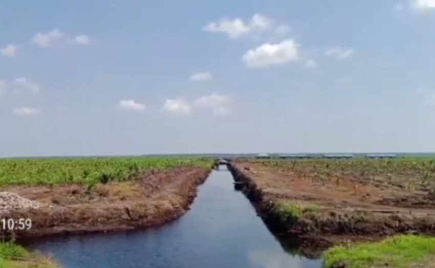 Skandal Agraria di Inhil, Sambu Grup Garap Ribuan Hektar Kawasan Hutan Diduga Tanpa HGU, Kejari Inhil Tutup Mata