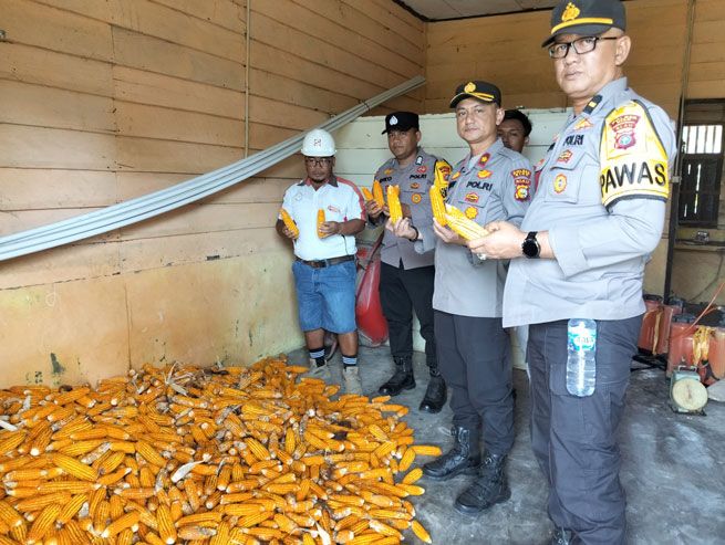 Polsek Kandis Bersama Yayasan Sakai Mandiri Panen Raya Jagung Pipil