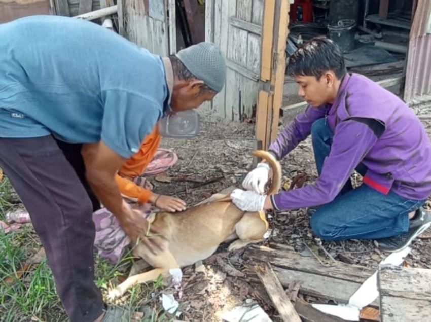 Anjing Liar yang Gigit 9 Warga Tangkerang Timur Positif Rabies!