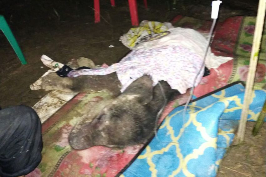 BBKSDA Riau Sampaikan Kabar Duka Dunia Konservasi, Gajah yang Ditinggal Induk Akhirnya Mati