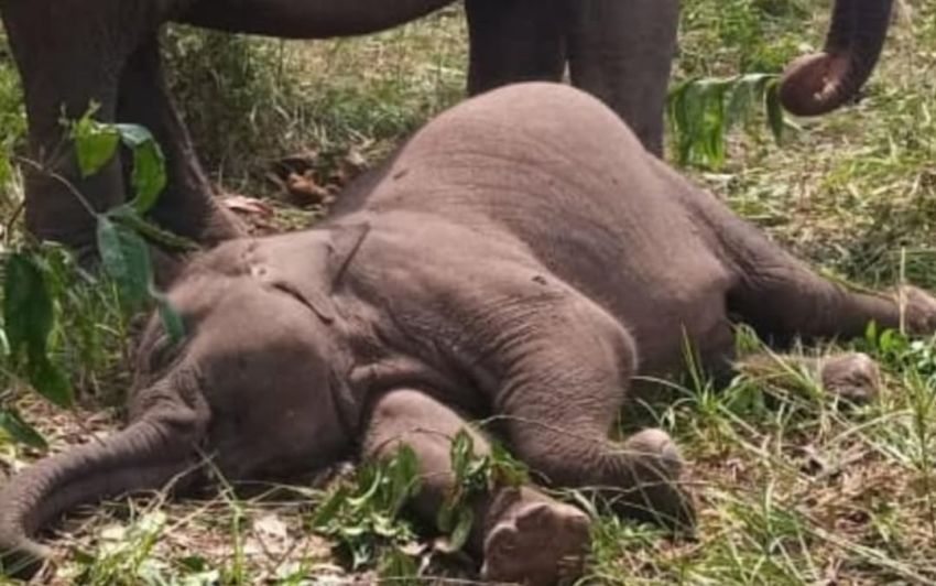 Tari, Anak Angkat Kapolda Riau Hembuskan Nafas Terakhirnya di TNTN
