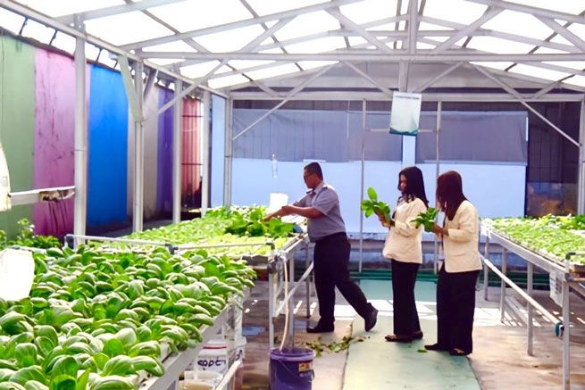 Belajar Mandiri Lewat Agrobisnis, Warga Binaan di Pekanbaru Panen Sayur Kale dan Pakcoy