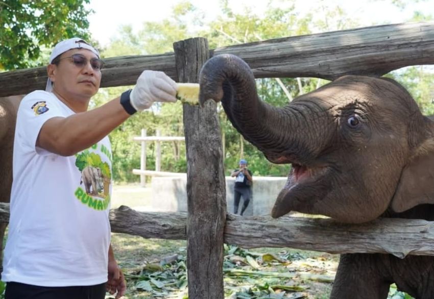 Begini Kronologi Kematian Tari, Gajah Betina Anak Angkat Kapolda Riau di TNTN