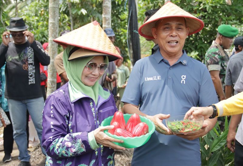 Tanam dan Panen Cabe di Pekan Arba, Bupati Inhil Harapkan Hasil Bumi Masyarakat Dimanfaatkan Dapur SPPG