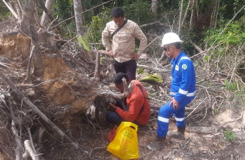Jejak Harimau Sumatra Terdeteksi di Lokasi Kerja PHR Siak