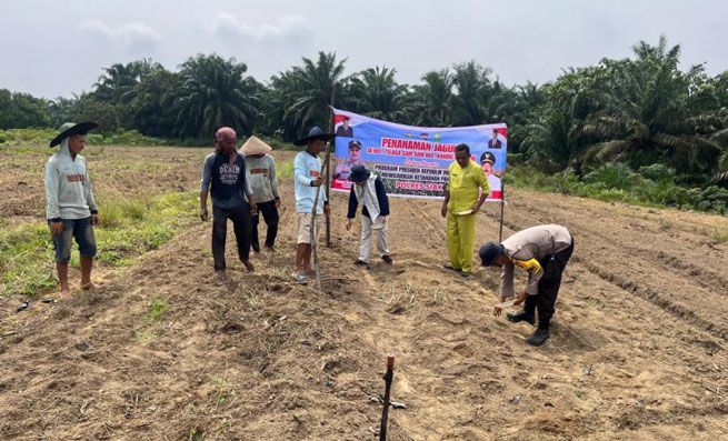 Polsek Kandis Dukung Swasembada Pangan Nasional, Tanam Jagung Bersama Masyarakat di Dua Lokasi