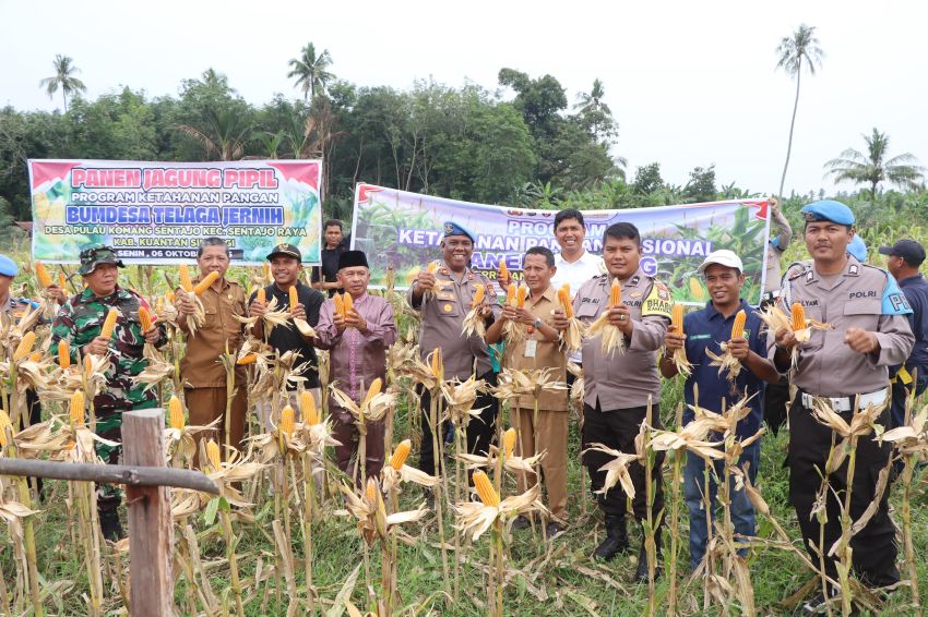 Polres Kuansing Panen Jagung Pipil di Lahan Binaan