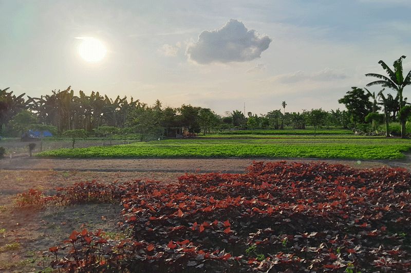 Sayur dan Telur Ayam Riau Berpeluang Tembus Ekspor