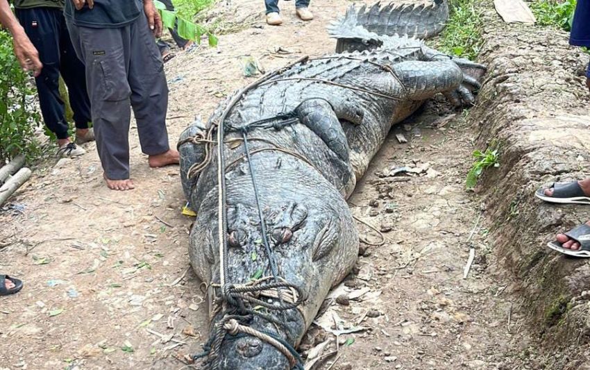 Warga Reteh Inhil Tangkap Buaya Sepanjang 7 Meter