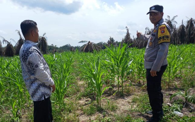 Polsek Kandis Gencarkan Monitoring Lahan Jagung, Dukung Program Ketahanan Pangan Nasional