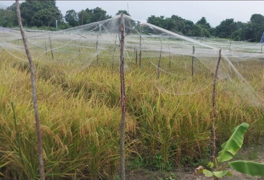 Produksi Padi Riau 2025 Diperkirakan Naik 0,26 Persen, Rokan Hilir Penyumbang Terbanyak