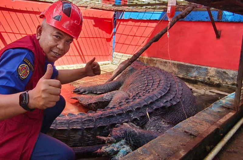 Buaya Raksasa yang Direlokasi dari Reteh Inhil Diinfus
