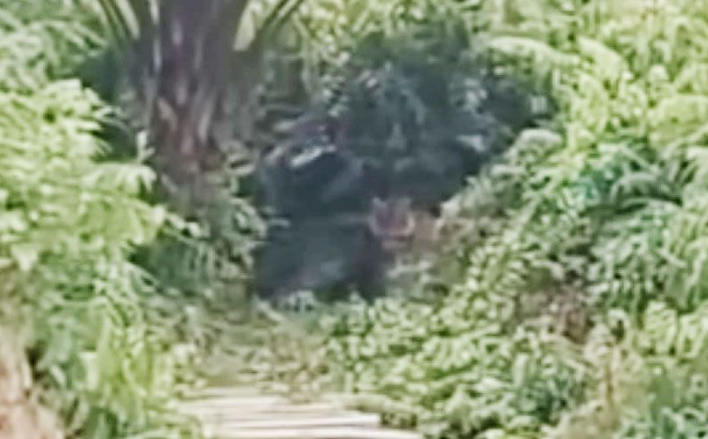 Warga Rekam Penampakan Harimau di Mempura Siak