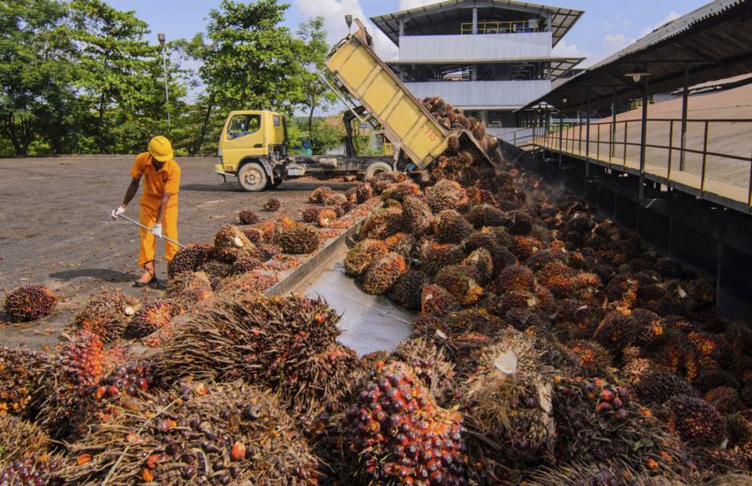 Kasus Ekspor CPO, Aset Musim Mas dan Permata Hijau Group Disita, Bayar Uang Pengganti Rp4 Triliun